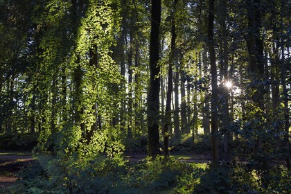 France, Seine-Maritime, Pays de Caux, Tourville sur Arques, château de Miromesnil, birthplace of the French writer Guy de Maupassant, the forest of the domain