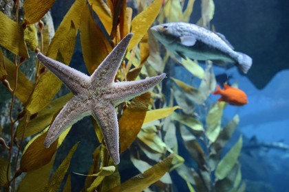 Portugal, Lisbonne, Parque das Nações (Parc des nations) construit pour l'exposition universelle de 1998, Oceanário (Oceanarium), aquarium, étoile de mer (Asteroidea)