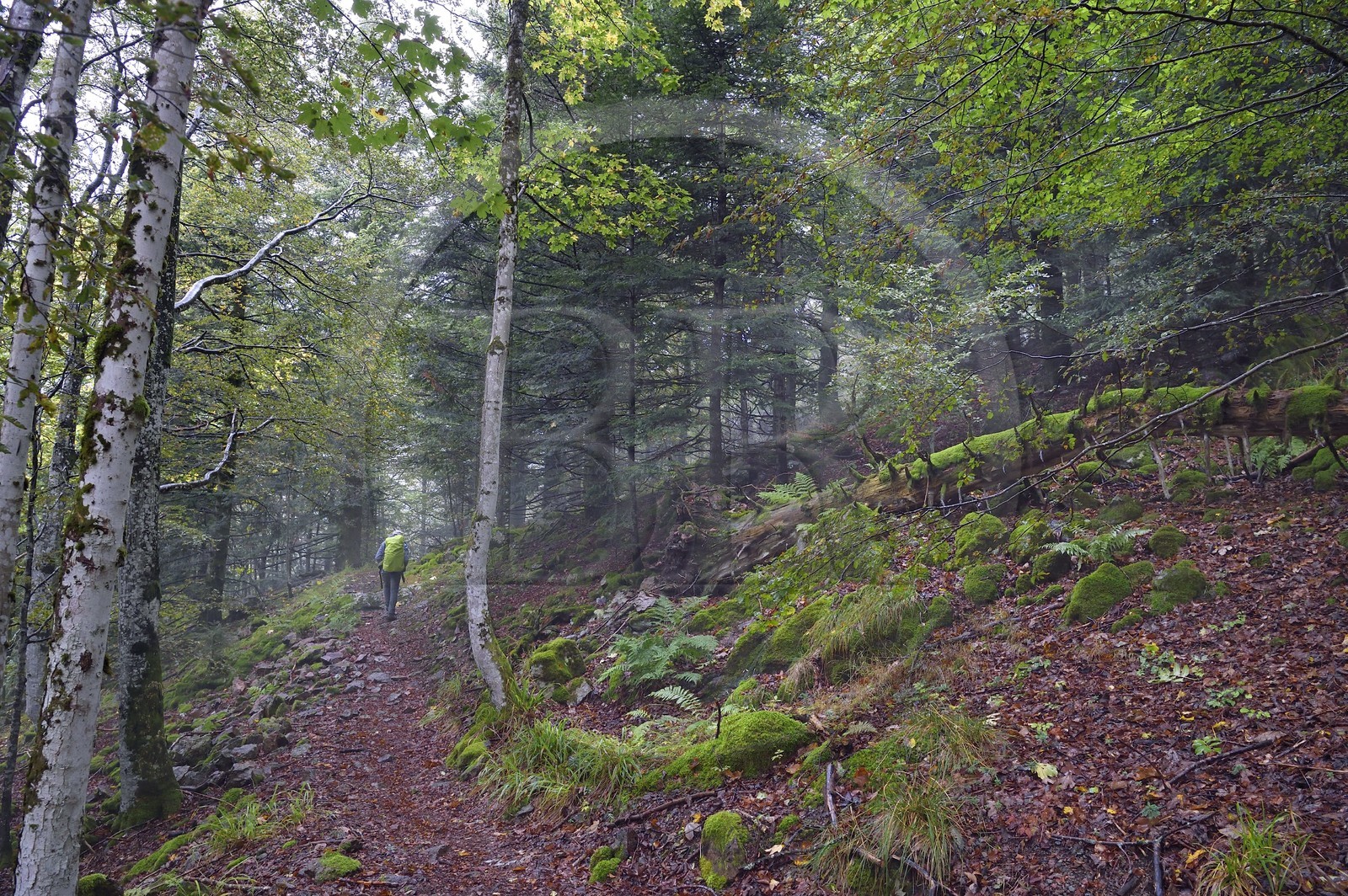 France, Vosges (88), Parc naturel régional des ballons des Vosges, Saint-Maurice-sur-Moselle, randonneur traversant une foret de hêtres