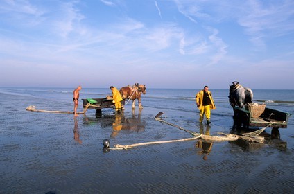 Belgium, West Flanders, the last shrimps fishermen on horses on the beach of Oostduinkerke