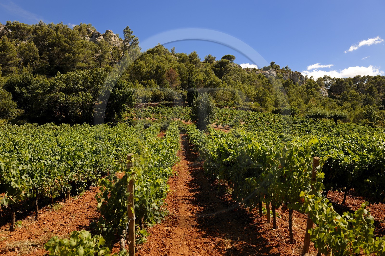 France, Hérault (34), vallée de l' Orb, vignoble de Saint-Chinian