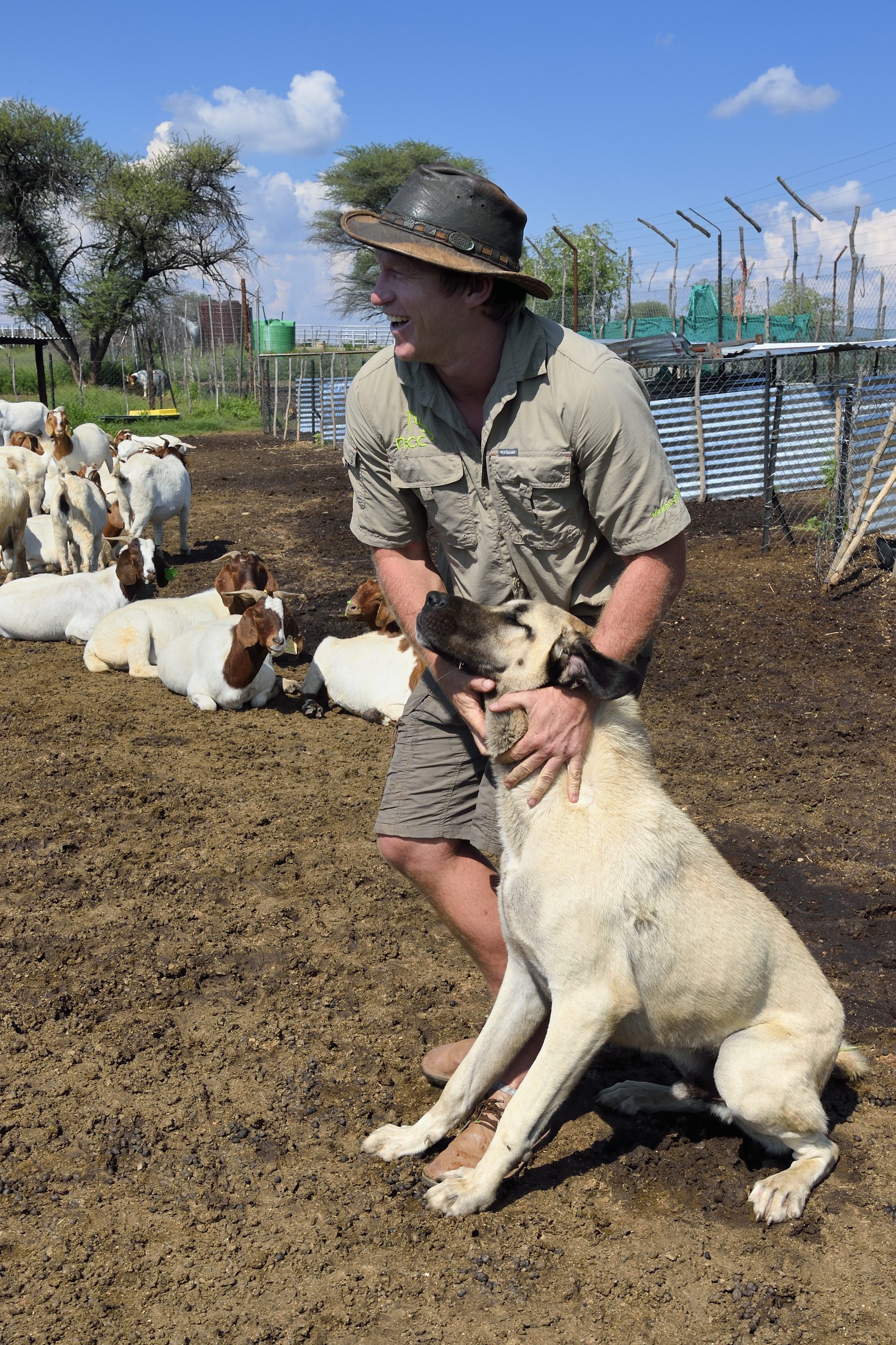 Namibia, Otjiwarongo, Cheetah Conservation Fund’s Livestock Guarding Dog Program has been highly effective at reducing predation rates and thereby reducing the inclination by farmers to trap or shoot cheetahs, the farmer Paul Visser with his Anatolian shepherd Kangal dog and surrounded by its goats
