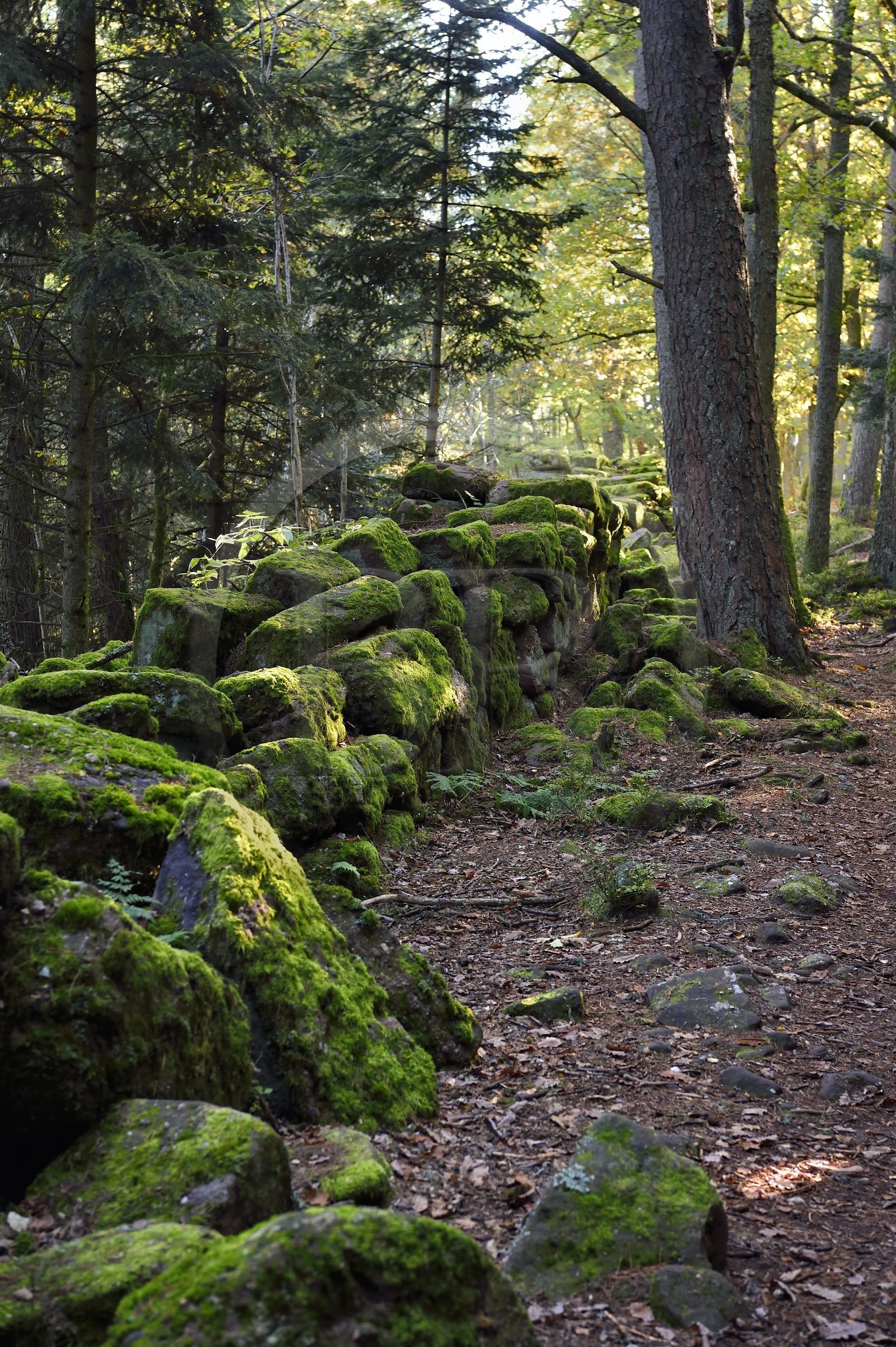 France, Bas-Rhin (67), Mont Saint-Odile, le Mur Païen, vestige d'un mur d'enceinte probablement de l'époque mérovingienne d'une longueur totale de onze kilomètres