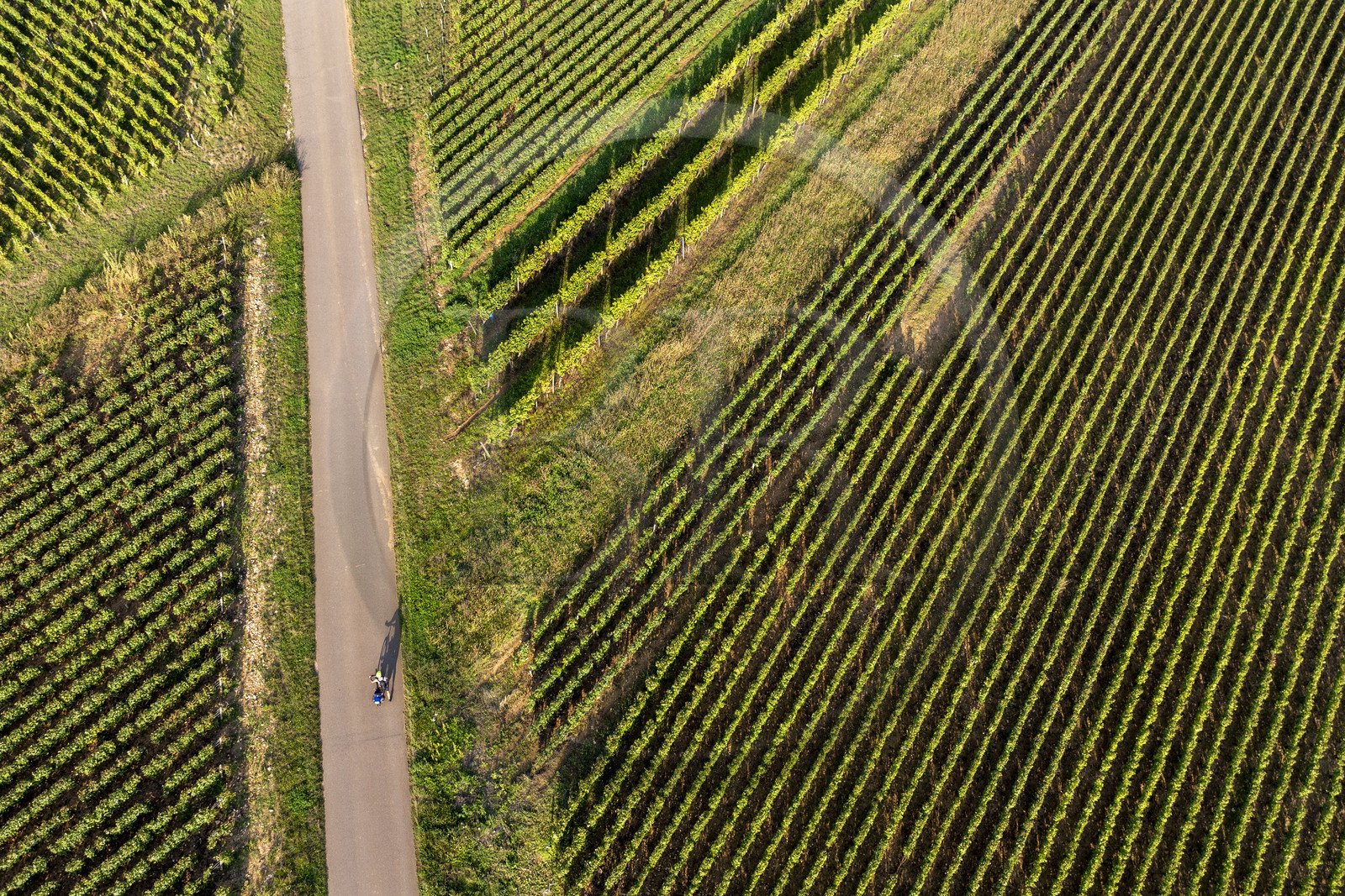 France, Côte-d'Or (21), les climats de Bourgogne classés Patrimoine Mondial de l'UNESCO, Route des Grands Crus, vignoble de la Côte de Beaune sur les hauteurs de  Pernand-Vergelesses (vue aérienne)
