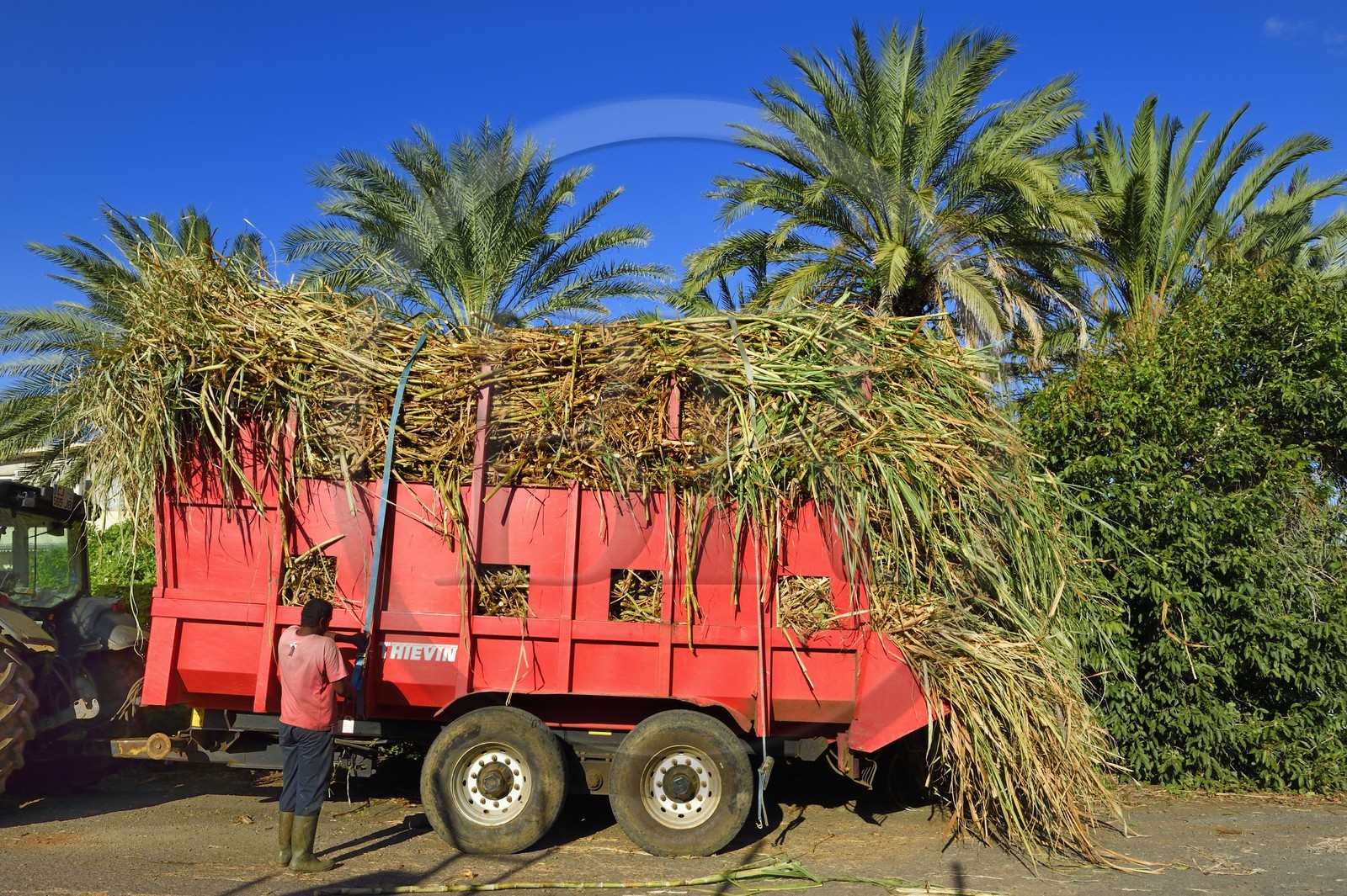 France, Ile de la Reunion, Saint-Pierre, Grands Bois, un des 11 centres de réception et de collecte de la canne à sucre aussi appelés Balance, les tracteurs amènent depuis les champs la canne dans des remorques