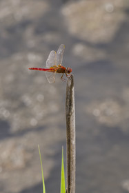 France, Gard (30), Vauvert, la Petite Camargue, réserve naturelle régionale du Scamandre, libellule écarlate (Crocothemis erythraea) ou Crocothémis écarlate