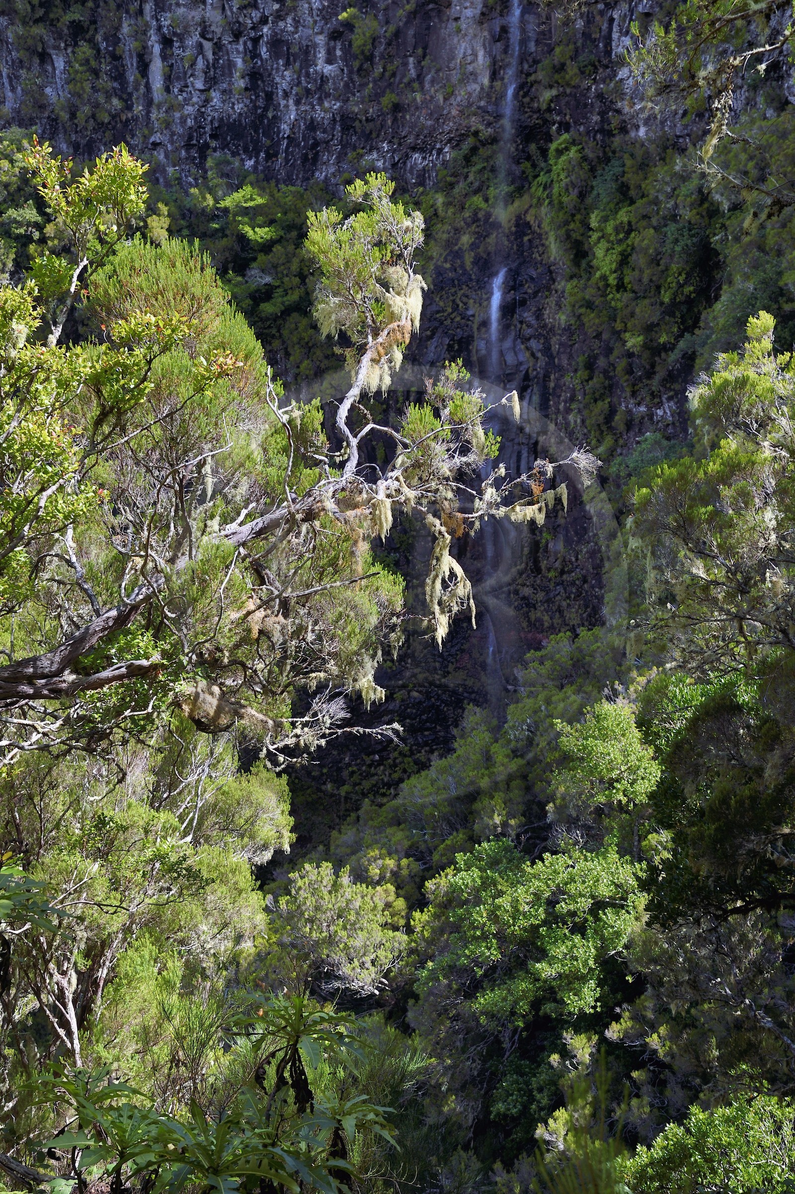 Portugal, Ile de Madère, randonnée dans La forêt de Rabaçal par la levada do Alecrim, mousse espagnole, fille de l'air ou barbe de vieillard (Tillandsia usneoides)