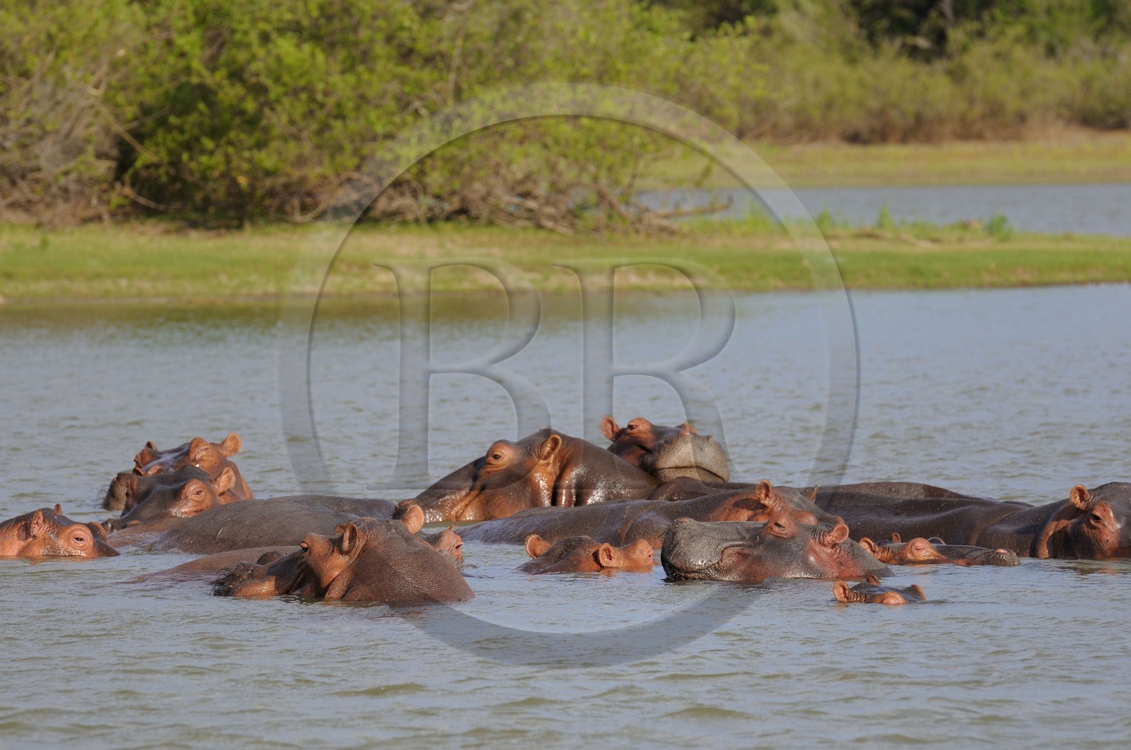Tanzania, Selous Game Reserve is one of the largest fauna reserves of the world and designated a UNESCO World Heritage Site in 1982, Hippopotamuses on the lake Nzerakera from the Rufiji river