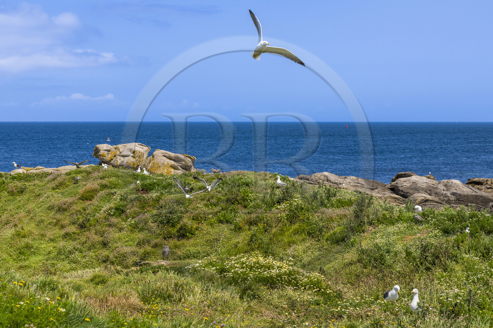 France, Finistère (29), Pays des Abers, Ile Vierge dans l'archipel de Lilia, de très nombreux goélands peuple l'île en période de nidification