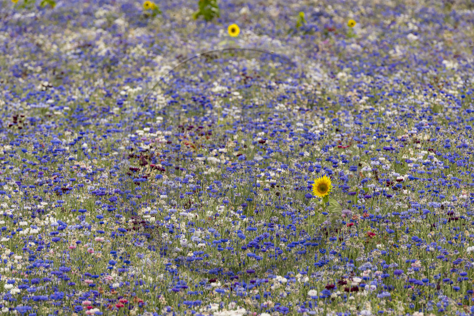 France, Maine-et-Loire (49), vallée de la Loire classée au Patrimoine Mondial par l'UNESCO, Saumur, champ de bleuets (Cyanus segetum) et tournesol