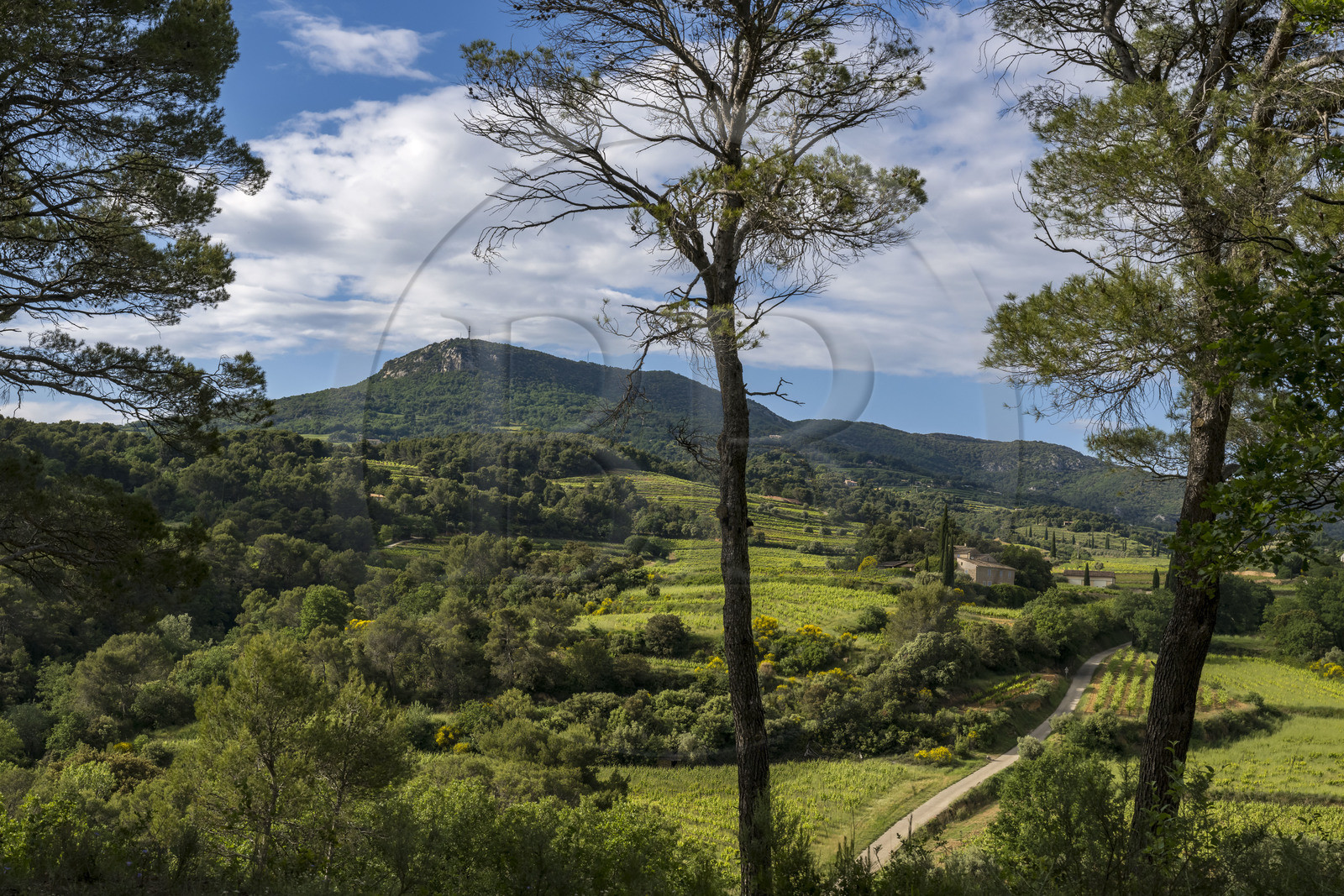 France, Vaucluse, Dentelles de Montmirail mountains, the vineyard and the scrubland at the foot of the hilltop village of La Roque Alric, the summit of the Saint Amand ridge in the background