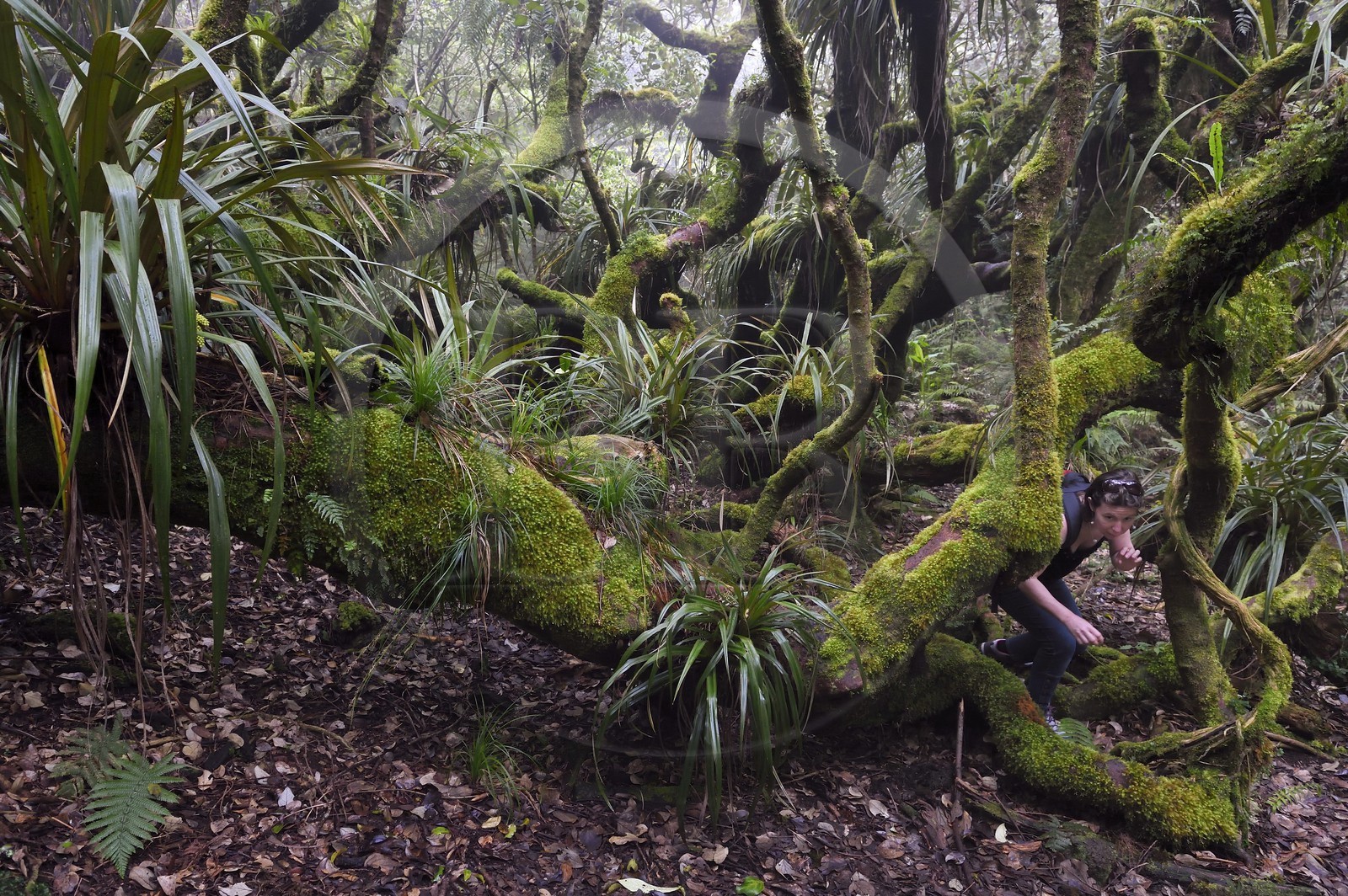 France, Ile de la Reunion, Le Tampon, forêt de Notre-Dame de la Paix en bordure de la Riviere des Remparts sur les pentes du volcan du Piton de la Fournaise