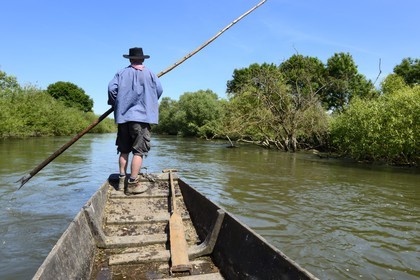 France, Bas-Rhin (67), région d'Ebersmunster et Muttersholtz, le Grand Ried, le batelier Patrick Unterstock dans une barque à fond plat en bois sur la rivière l'Ill