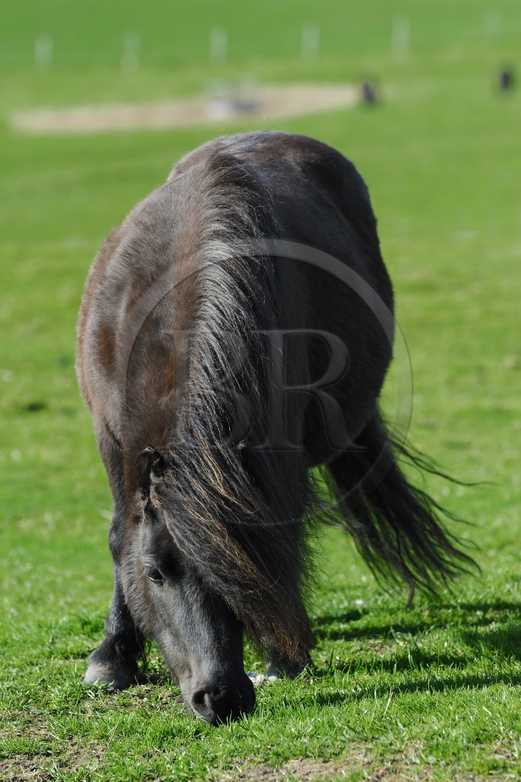 Royaume-Uni, Ecosse, les Shetland, poney typique des Shetland