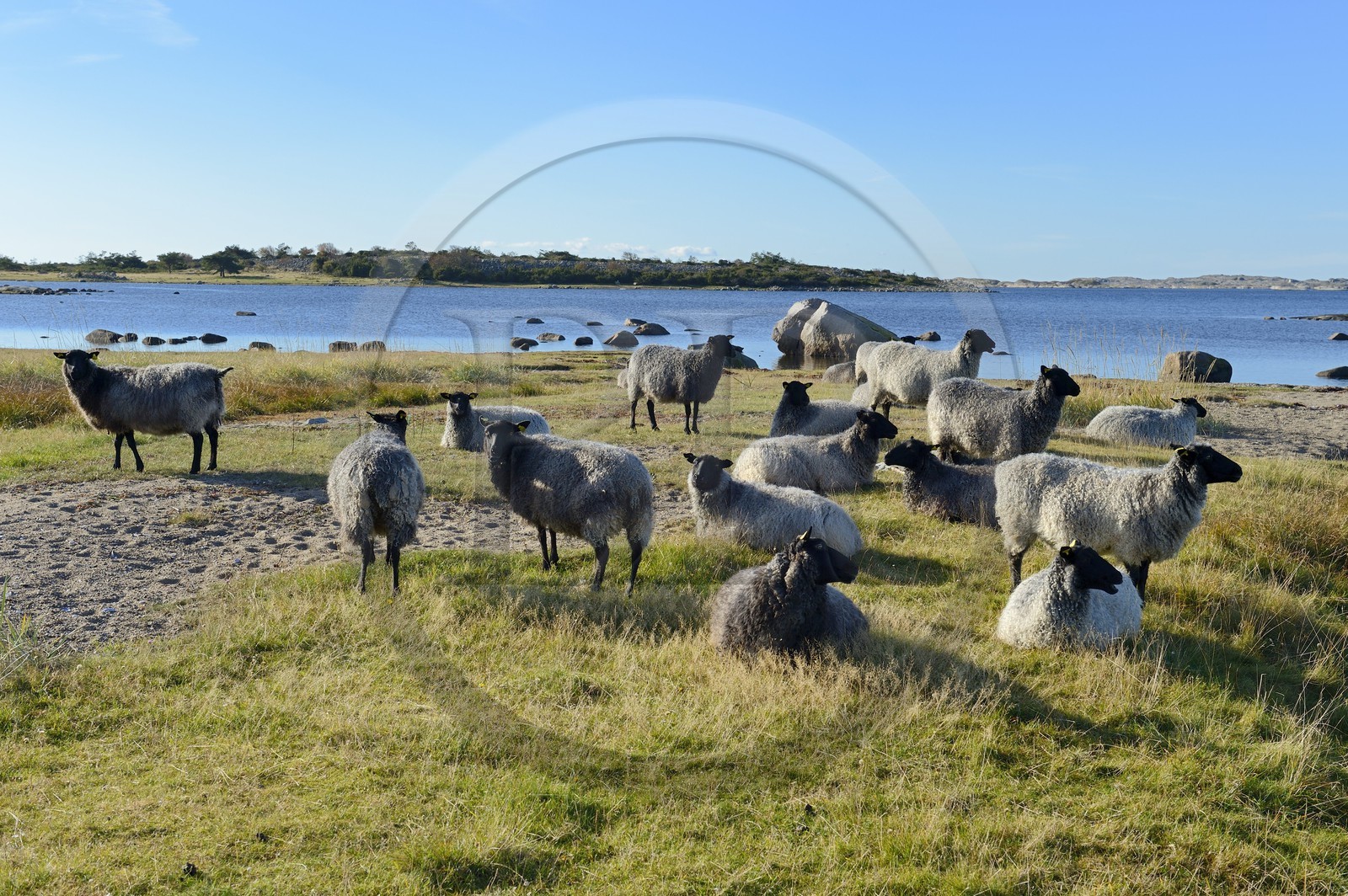 Suède, Västra Götaland, Iles Koster, Sydkoster, moutons en bordure de mer