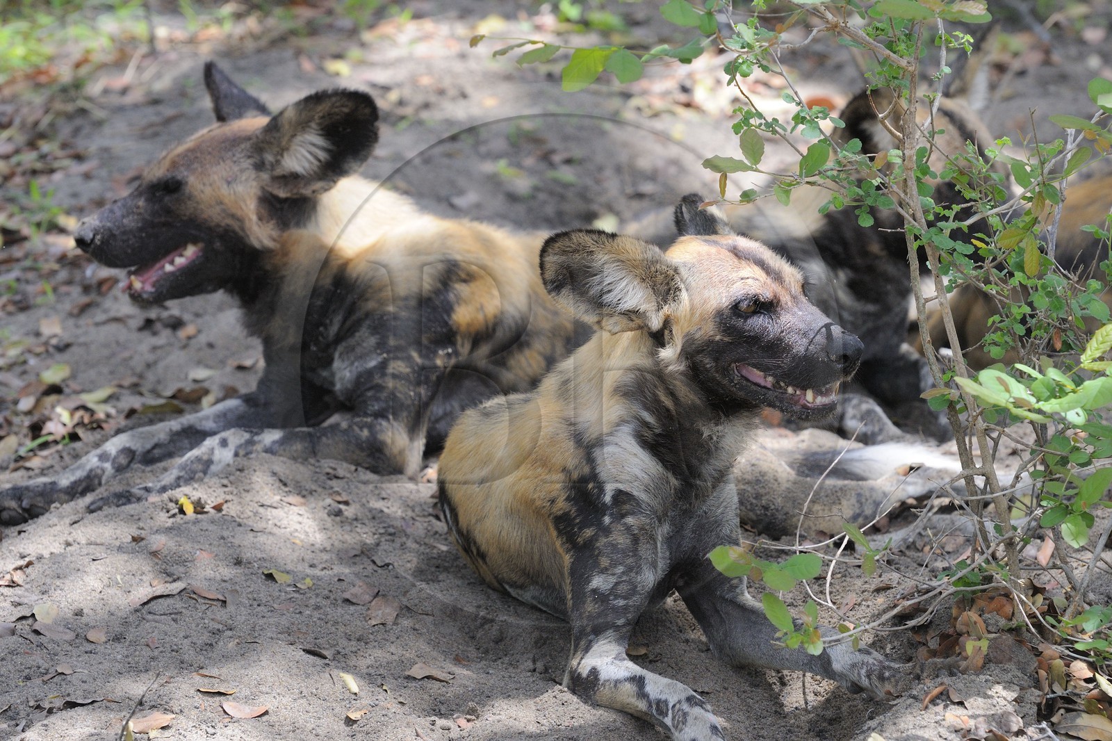 Tanzanie, Reserve de gibier de Selous une des plus grandes zones protégées au monde et inscrite sur la liste du patrimoine mondial de l’Unesco depuis 1982, le lycaon (Lycaon pictus) ou cynhyène est un mammifère carnivore de la famille des canidés, Il est aussi appelé «  loup peint » ou « chien sauvage africain »