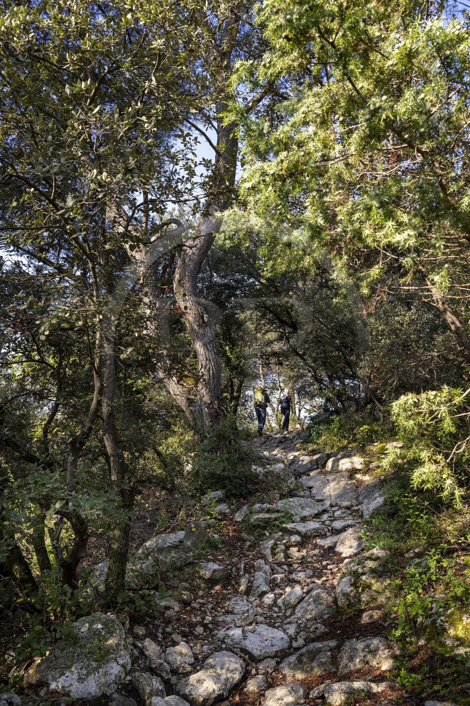 France, Vaucluse (84), Dentelles de Montmirail, Crestet, randonneurs sur le GR de Pays dans la forêt du Massif
