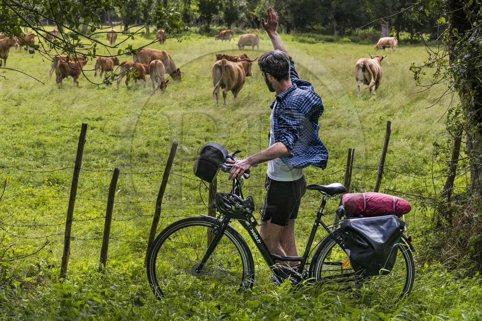 France, Deux-Sèvres (79), le Marais Poitevin, la Venise Verte, Le Vanneau-Irleau, randonnée à bicyclette le long des canaux, rencontre avec des vaches