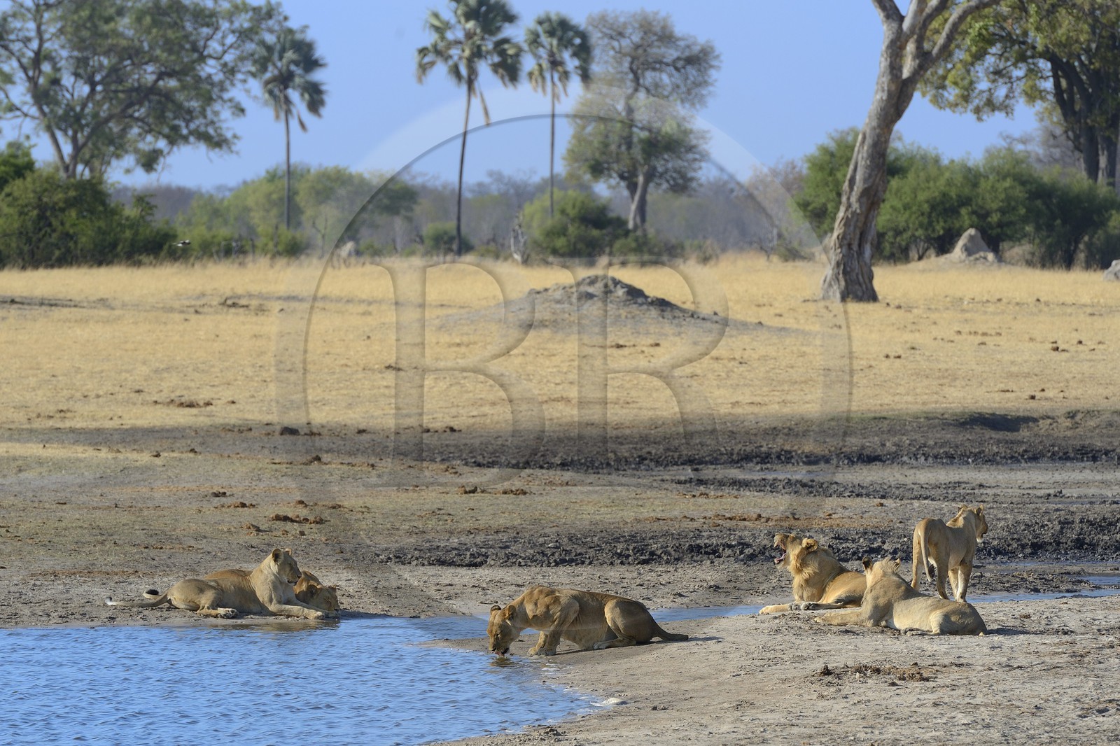 Zimbabwe, Matabeleland North Province, Hwange National Park, group of lions (Panthera leo) around a pond