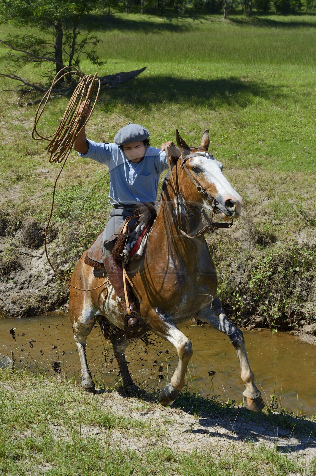 Argentine, province de Buenos Aires, San Antonio de Areco, estancia La Bamba de Areco, gaucho au travail remontant la rivière