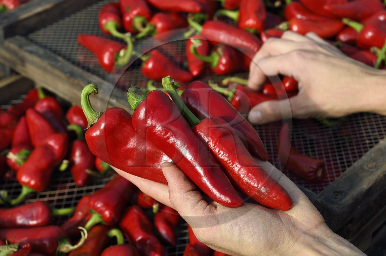 France, Pyrénées-Atlantiques (64), Pays-Basque, Espelette, dans le séchoir à piments de Virginie Curutchet, productrice de piments d'Espelette AOP