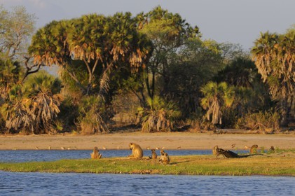 Tanzanie, Reserve de gibier de Selous une des plus grandes zones protégées au monde et inscrite sur la liste du patrimoine mondial de l’Unesco depuis 1982, Babouin jaune (Papio hamadryas cynocephalus)