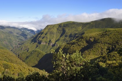 Portugal, Ile de Madère, randonnée par la levada do Alecrim dans La forêt de Rabaçal, la forêt Laurissilva classée Patrimoine Mondial de l'UNESCO, unique vestige de la forêt primaire qui recouvrait le sud de l’Europe il y a des millions d’années, la vallée sauvage de 18 km Ribeira da Janela qui descend vers la mer