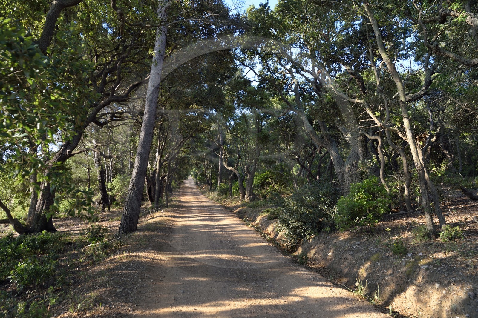 France, Var (83), Iles d'Hyères, parc national de Port Cros, Ile de Porquerolles, piste de l'intérieur de l'Ile