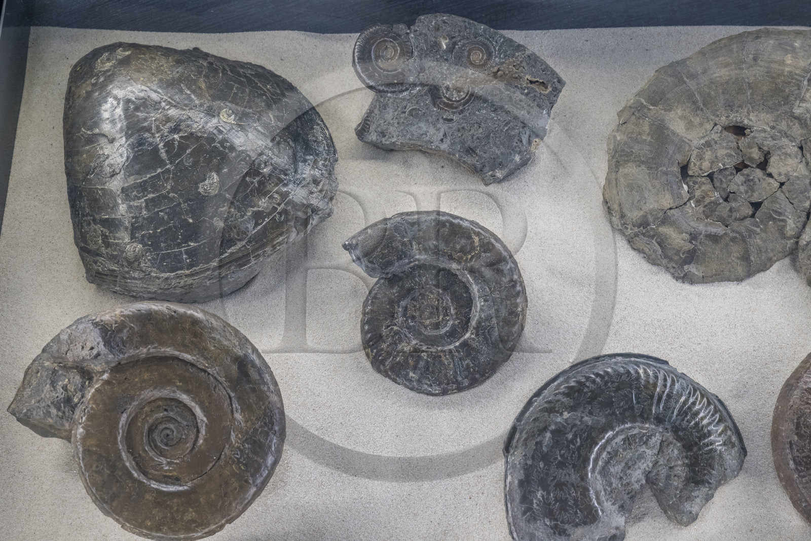 France, Aveyron (12), Millau, musée de Millau et des Grands Causses installé dans l'Hotel de Pegayrolles, ammonites