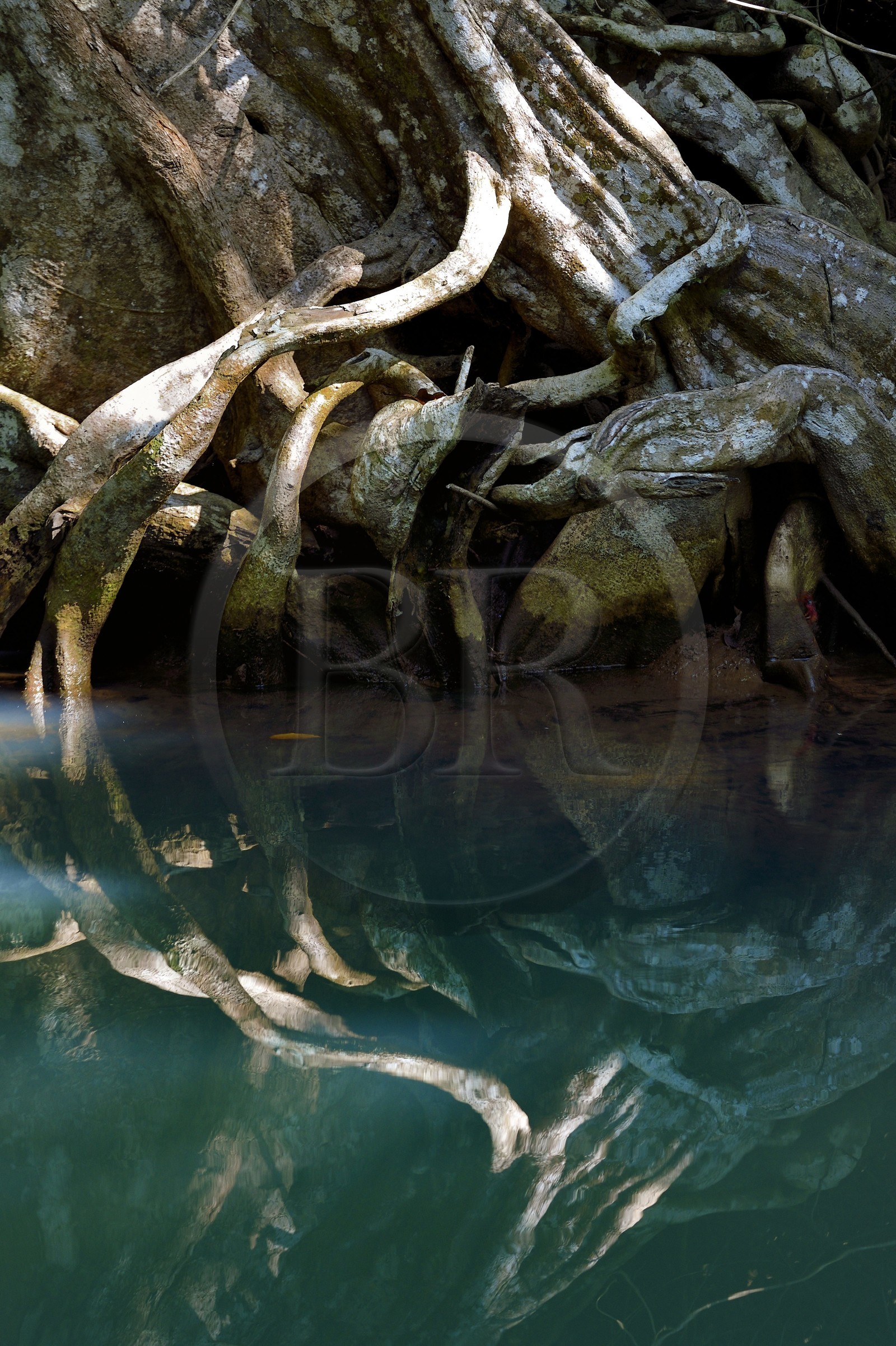 Caraïbes, Ile de la Dominique, Portsmouth, les rives de l'Indian River, sang-dragon (Pterocarpus officinalis)