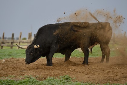 Espagne, Andalousie, province de Séville, Utrera, domaine El Toruno, élevage de taureaux de combat