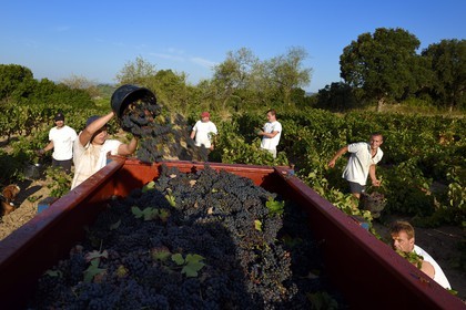 France, Var (83), Saint-Tropez, vendanges de Sirah pour le vignoble de Saint-Tropez