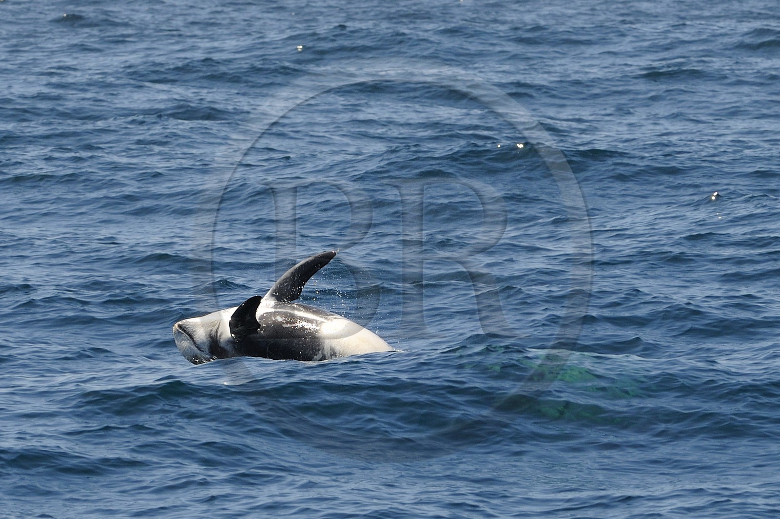 Etats-Unis, Californie, Monterey Bay, dauphins Grampus ou Risso's Dolphin (Grampus griseus)