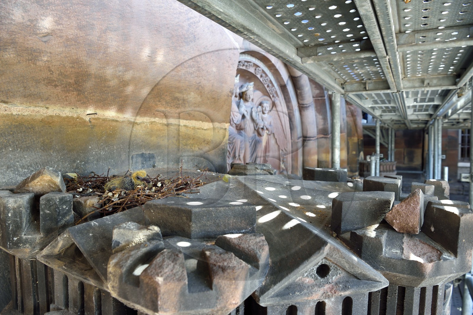 France, Bas-Rhin (67), Strasbourg, vieille ville classée au Patrimoine Mondial de l'UNESCO, la cathédrale Notre-Dame, chantier de restauration du Portail du Jour du jugement, jeune pigeon dans un nid au dessus de la Jérusalem céleste