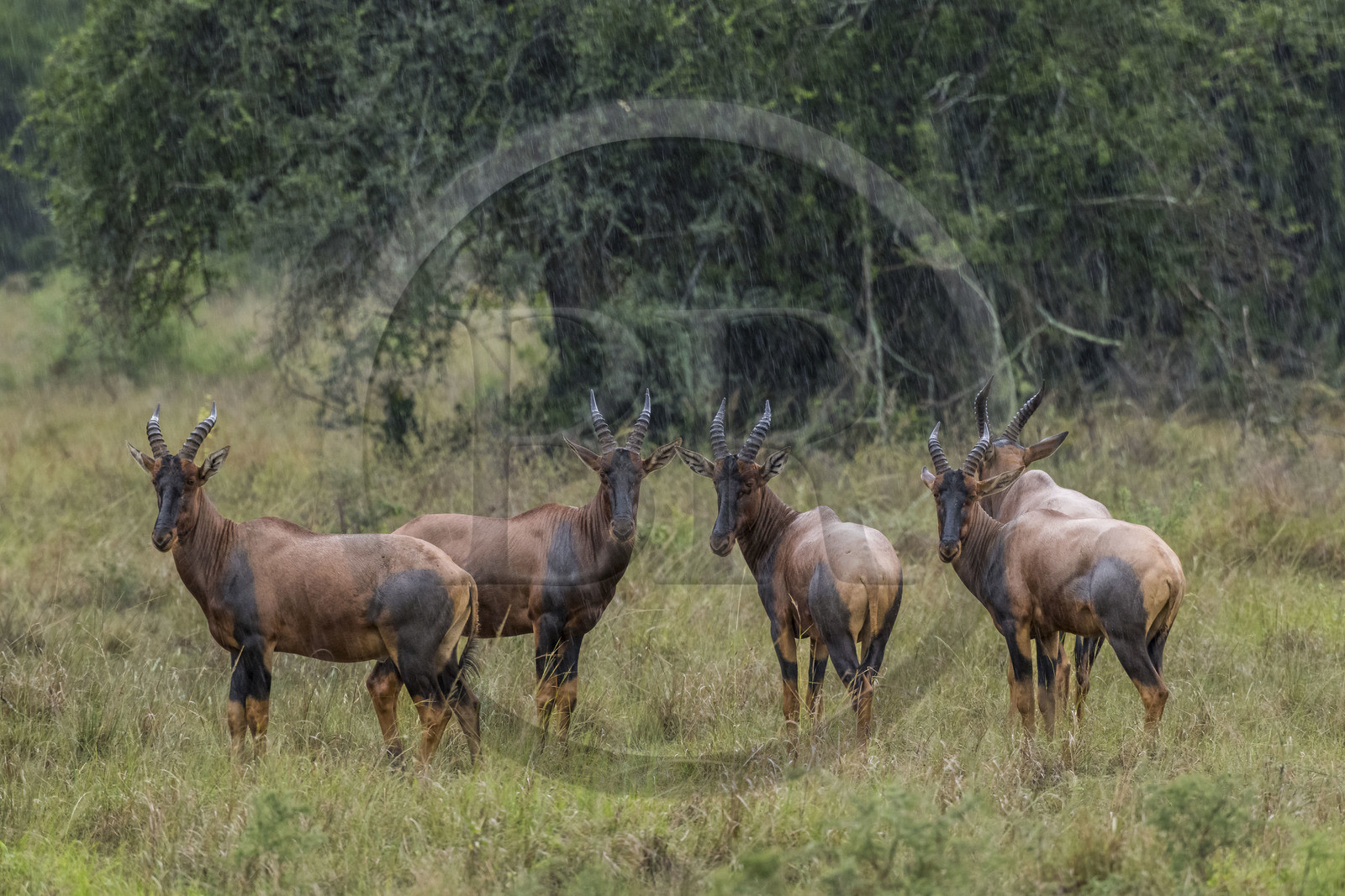 Rwanda, Parc national de l'Akagera, antilope Topi (Damaliscus korrigum)