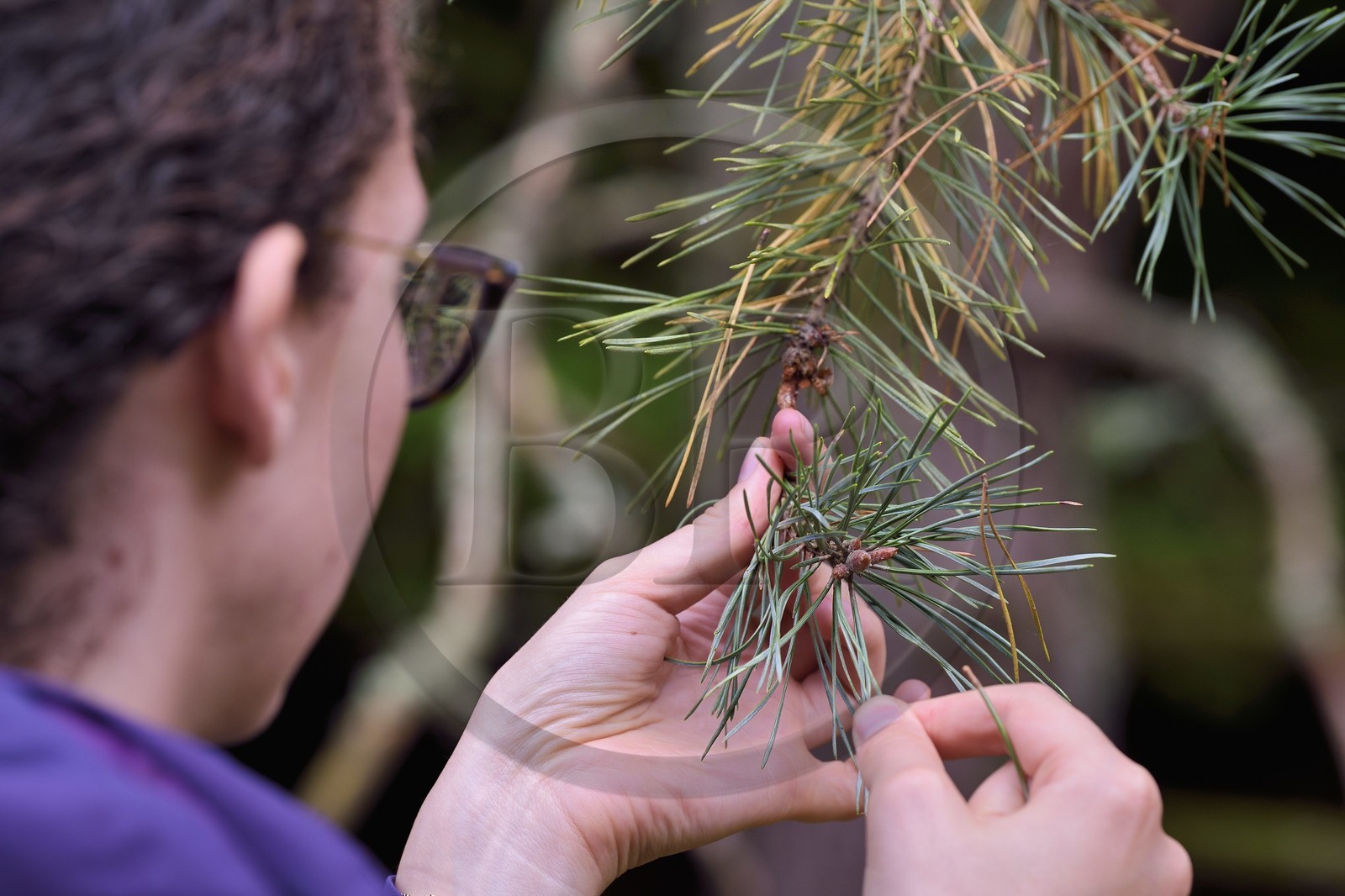 France, Bas-Rhin (67), Parc naturel régional des Vosges du Nord, Obersteinbach, Pin sylvestre (Pinus sylvestris)