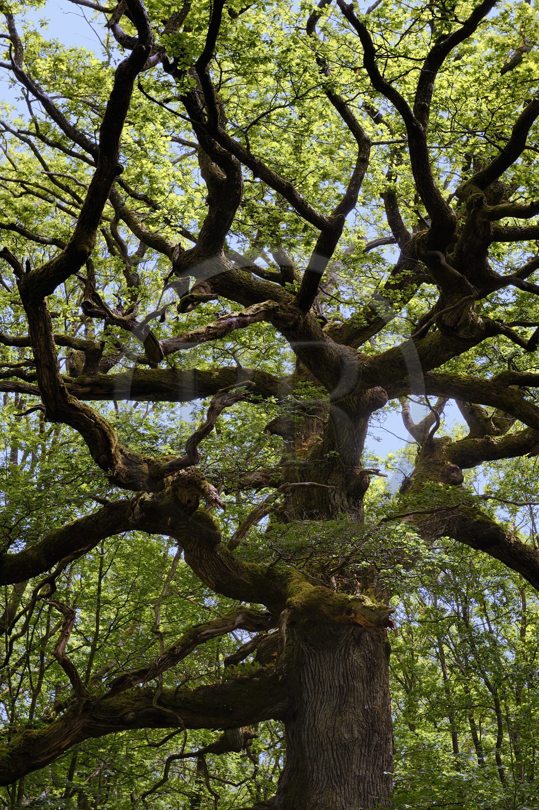 France, Ille-et-Vilaine, forest of Broceliande, chene des Hindres (Hindres oak), a sessile oak (Quercus petraea) of 500 years