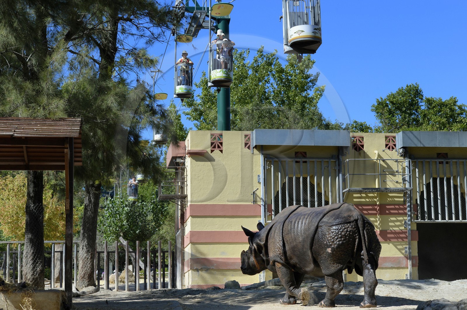 Portugal, Lisbon, Zoological Garden, Greater Indian Rhinoceros (Rhinoceros unicornis) and cable cars that go around the zoo