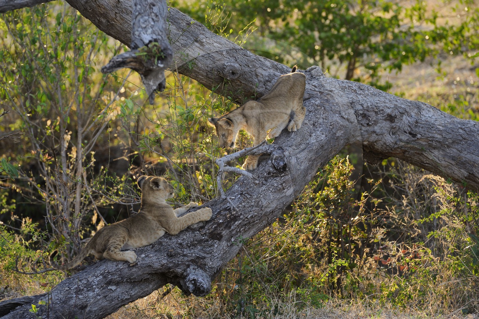 Tanzanie, Reserve de gibier de Selous une des plus grandes zones protégées au monde et inscrite sur la liste du patrimoine mondial de l’Unesco depuis 1982, lionceaux
