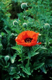 France, Eure (27), Giverny, jardin de Claude Monet, pavot