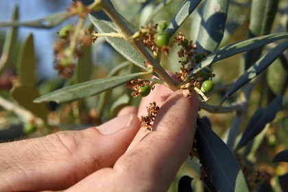 France, Var, La Londe les Maures, Domaine du Jasson, aglandau olives 15 days after flowering