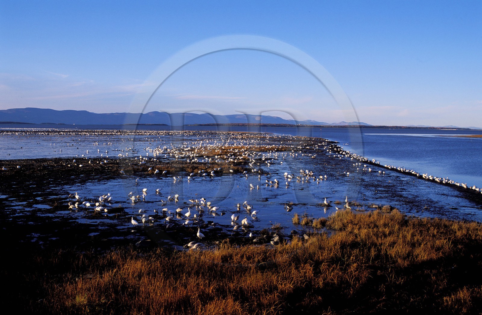 Canada, Quebec Province, Appalache boiler, white Gooses in migration around Montmagny