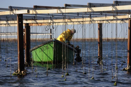 France, Hérault (34), Bouzigues, étang de Thau, l'élevage en suspension sur des cordes dans le parc à huîtres