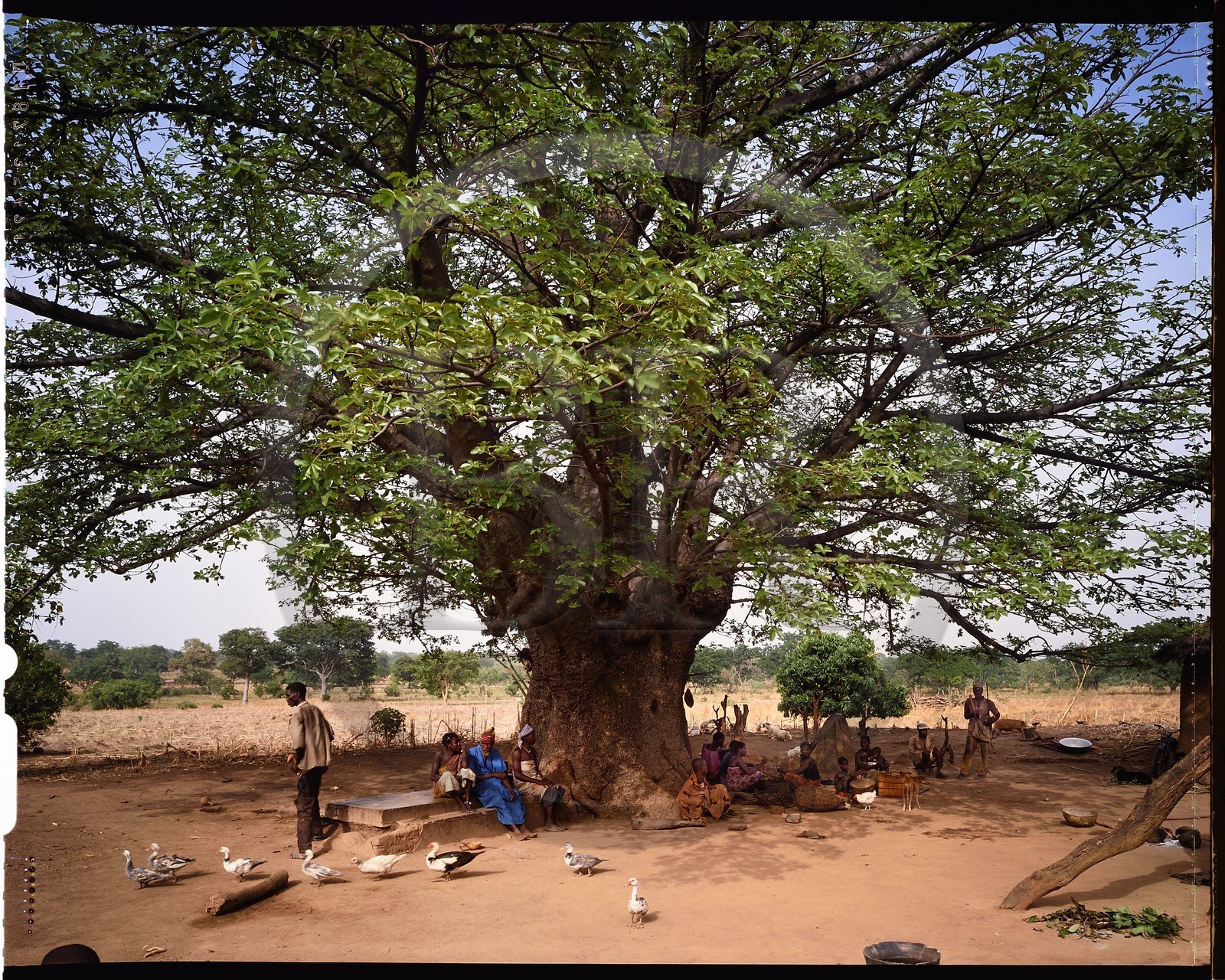 Burkina Faso, province de Poni, pays des Lobi, Loropéni, arbre devant une maison du village de Ouadara sous lequel se trouve une tombe et plusieurs autels, on trouve toujours un arbre dans les abords immédiats de chaque maison autant pour l'ombrage qu'il apporte que pour ses fruits, une grande partie de la vie sociale s'y déroule: les hommes y discutent et boivent le dolo pendant que les femmes s'affairent à leur vannerie ou encore à écosser des pois