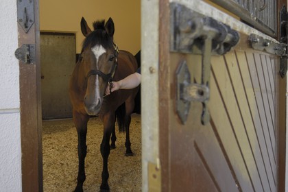 Republic of Ireland, County Kildare, Maynooth, Derrinstown Stud