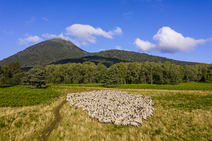 France, Puy-de-Dôme (63), Parc Naturel Régional des Volcans d'Auvergne, Chaine des Puys classée Patrimoine Mondial de l’UNESCO, la bergère Charlotte Hevin avec ses chiens et un troupeau de brebis Rava au pied du volcan Puy de Dôme (vue aérienne)