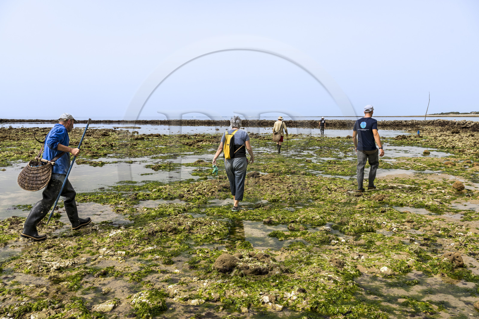 France, Charente-Maritime (17), Ile d'Oléron, Saint-Georges-d'Oléron, plage des Sables Vignier à marée basse, concessionnaires se rendant à l'écluse à poissons des Basses