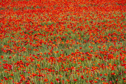 France, Bouches-du-Rhône (13), Mallemort, champ de coquelicots