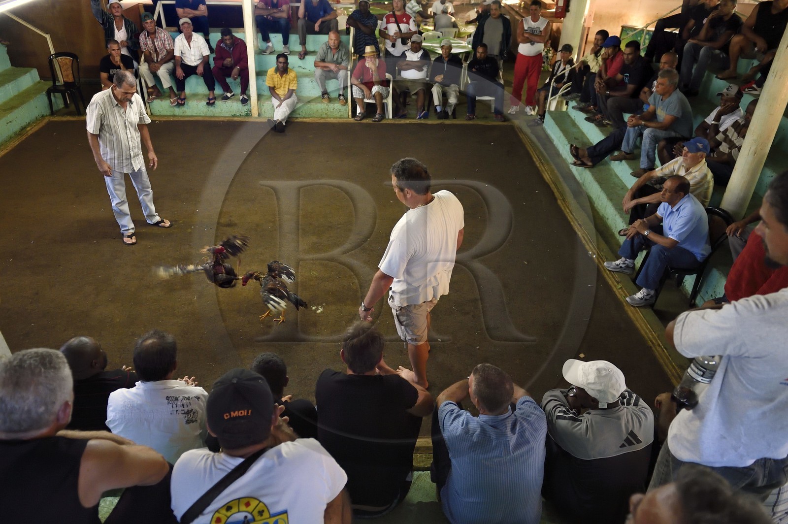 France, Ile de la Reunion, Petit Tampon, combat de coqs dans le Rond de Coq