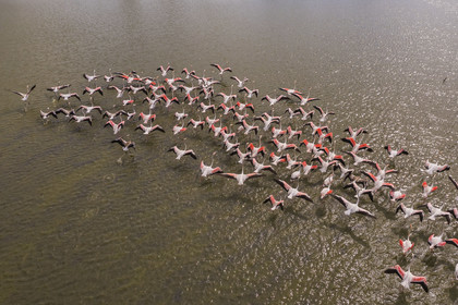 France, Gard, Vauvert, the Petite Camargue, Scamandre Regional Nature Reserve, flight of pink flamingos (Phoenicopterus roseus) (aerial view)